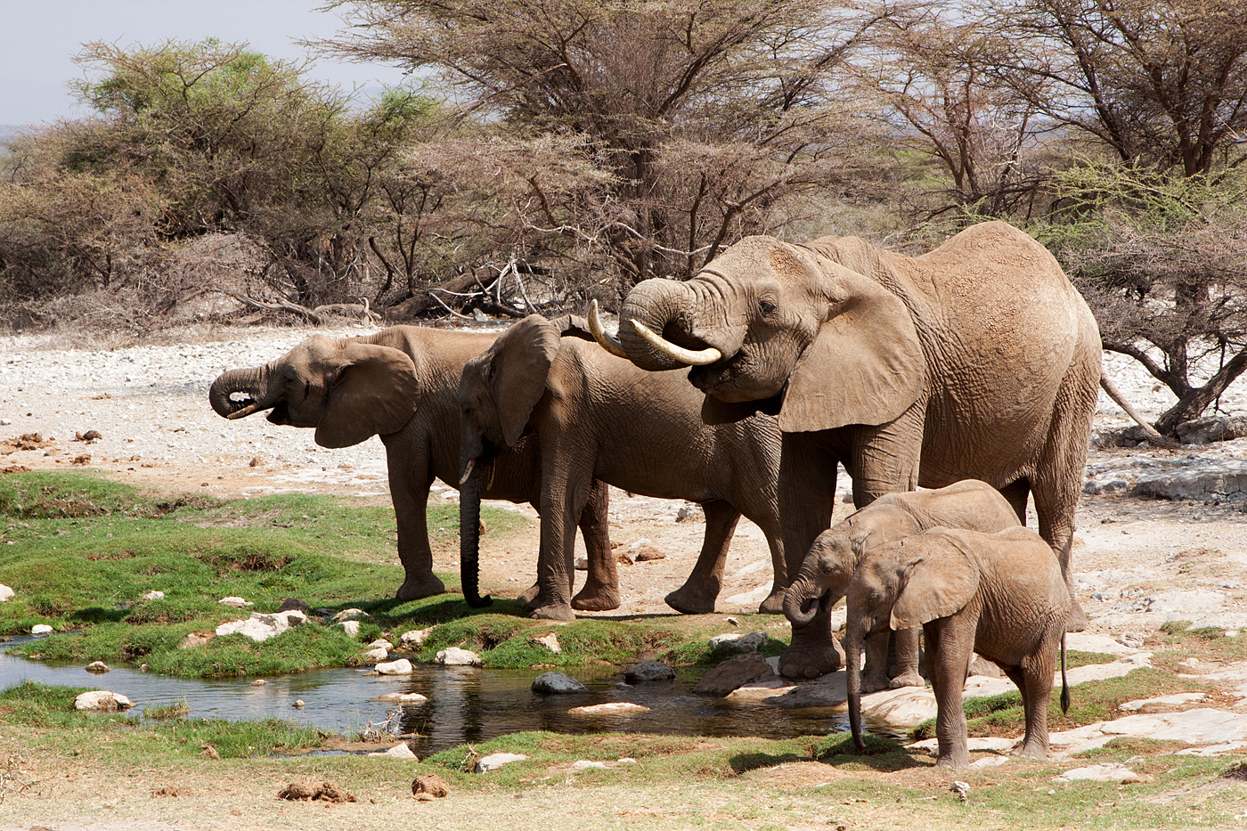 African Elephant Family.jpg