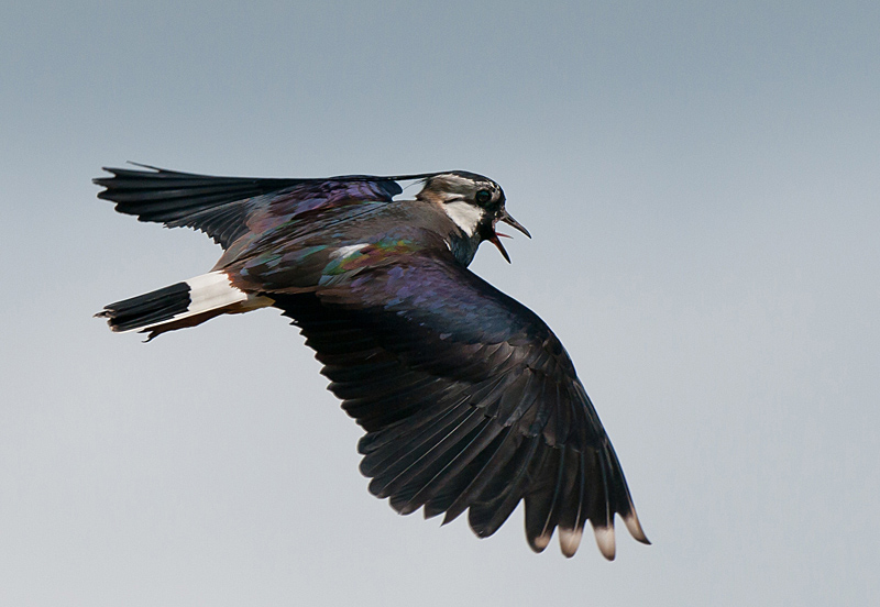 Lapwing _ Kievit