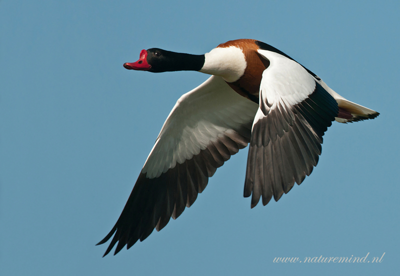 Shelduck - Bergeend PSLR-2227.jpg