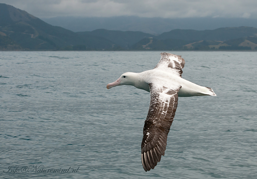 Wandering Albatross PSLR-6496.jpg