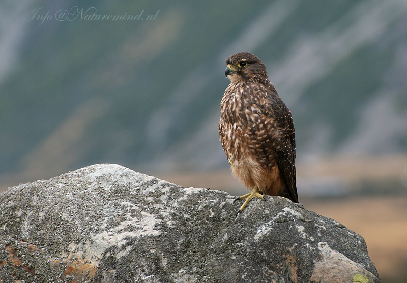 New Zealand Falcon PSLR-5283.jpg