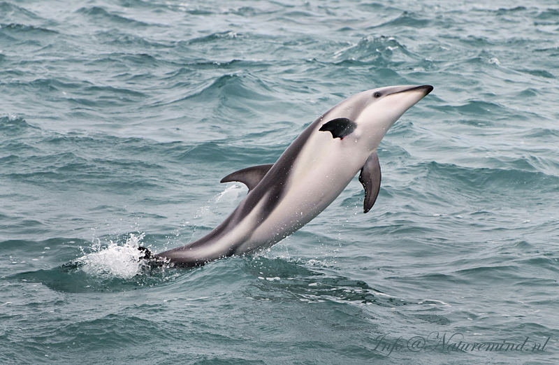 Dusky Dolphin PSLR-6356.jpg
