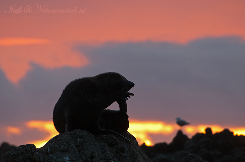 New Zealand Fur Seal PSLR-5945.jpg