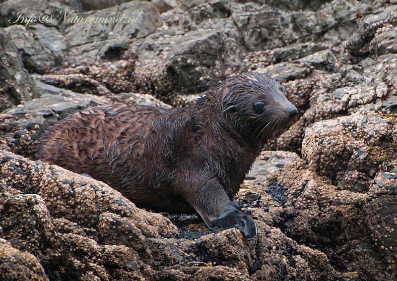 New Zealand Fur Seal PSLR-6549.jpg