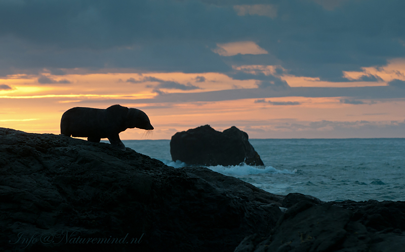 New Zealand Fur Seal PSLR-5987.jpg