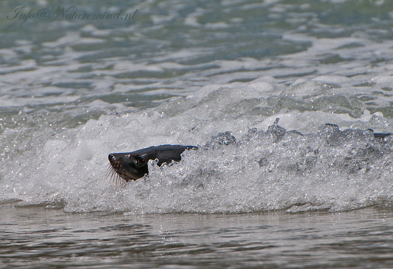 New Zealand Fur Seal PSLR-4215.jpg