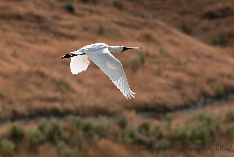 Royal Spoonbill LR-4396.jpg