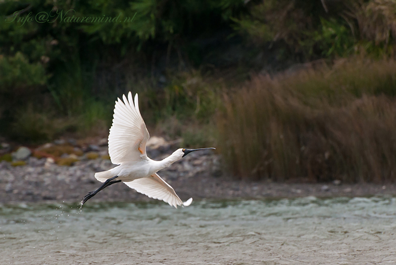 Royal Spoonbill PSLR-4355.jpg