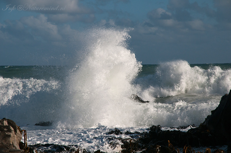 Curio Bay PSLR-4627.jpg