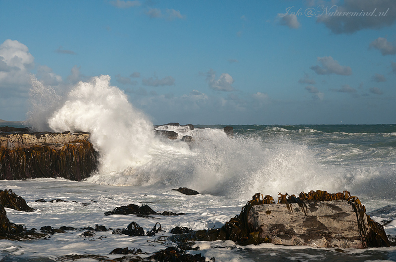 Curio Bay PSLR-4630.jpg