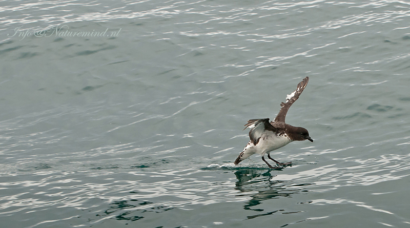 Cape Pigeon PSLR-6414.jpg