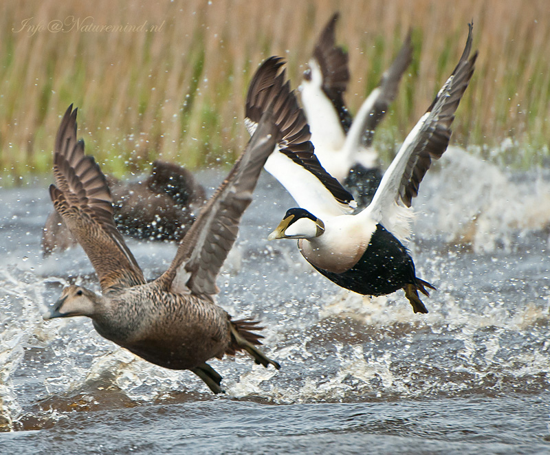 Eider  PSLR-8391.jpg