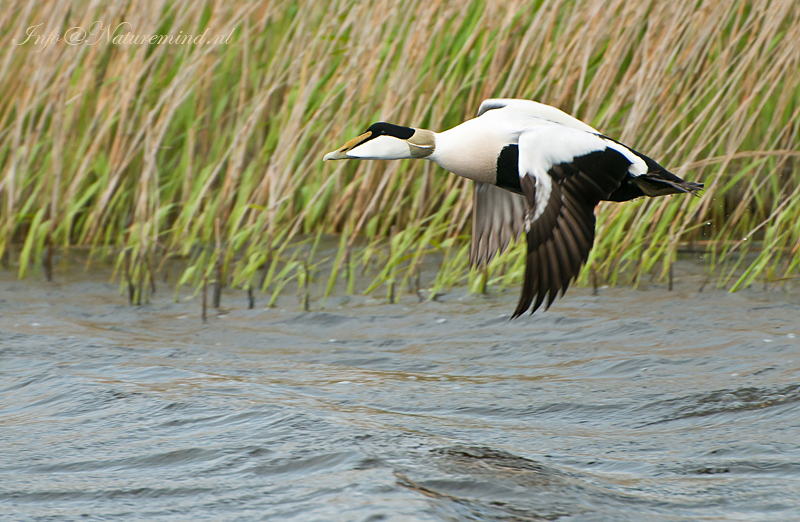 Eider  PSLR-8400.jpg