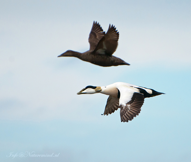 Eider  PSLR-8396.jpg