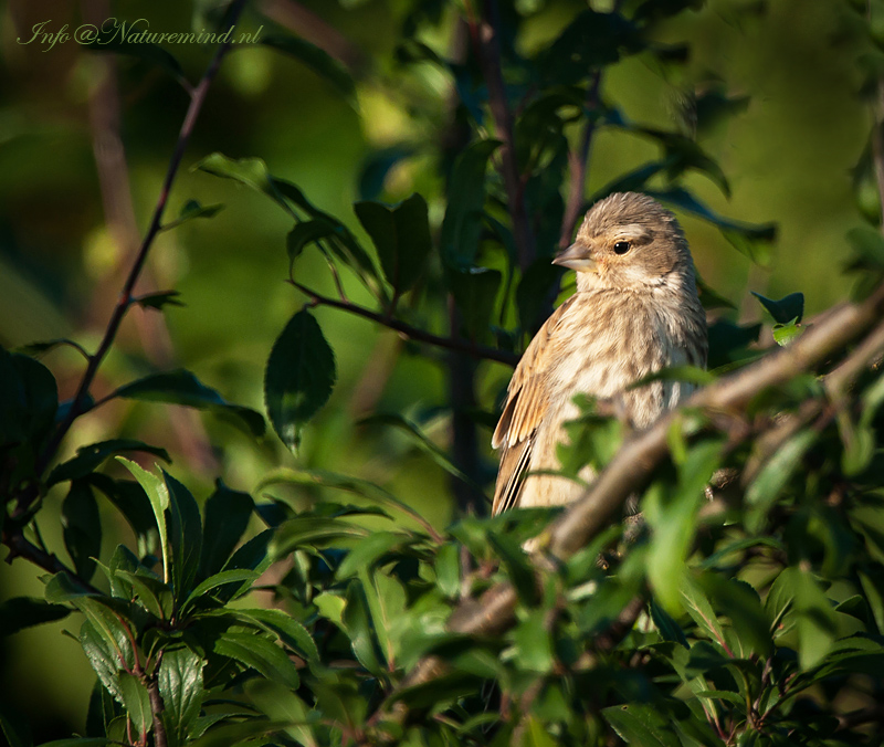 Kneu - Linnet   juvenile PSLR-9541