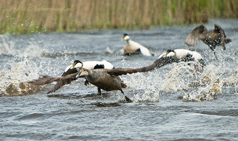 Eider Ameland PSLR-8389.jpg