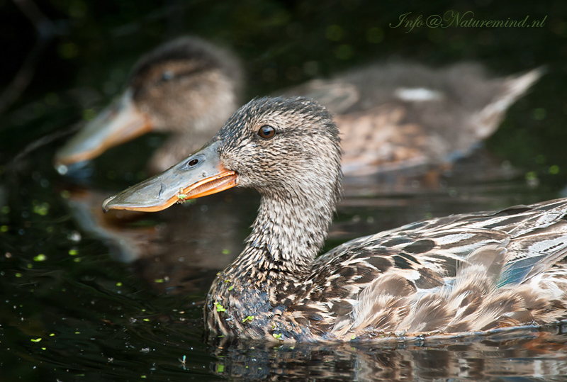 Female Northern Shoveler - Slobeend PSLR-9840.jpg