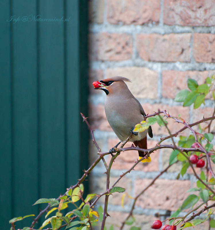 Bohemian Waxwing - Pestvogel -Ameland