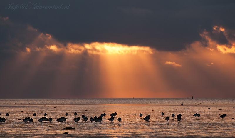 Zonnewaaier boven het wad PSLR-0536.jpg