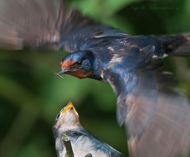 Hirundo rustica - Barn Swallow - Boerenzwaluw PSLR DSC-6063.jpg