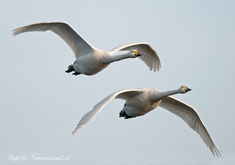 Wilde zwaan - Whooper Swan KPSLR-0616.jpg