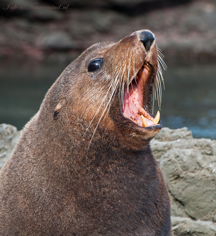 New Zealand Fur Seal PSLR-5902.jpg