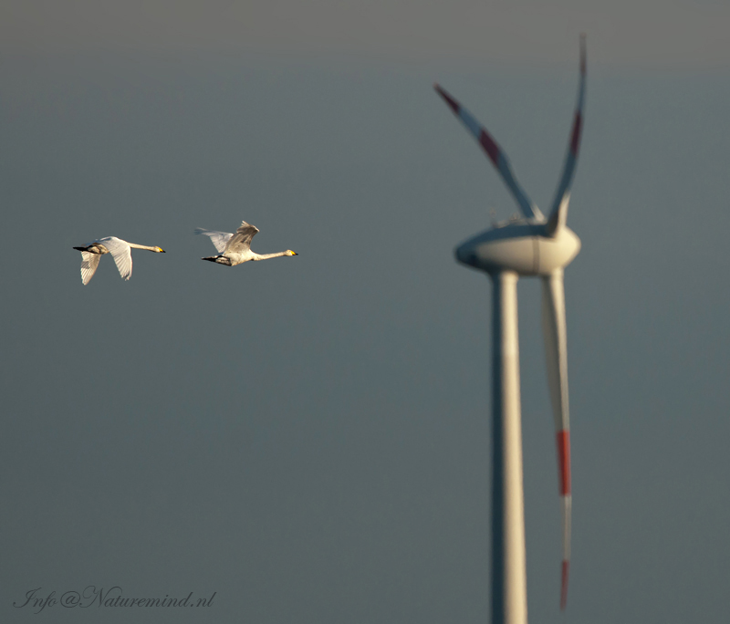Wilde zwaan - Whooper Swan PSLR-0681.jpg