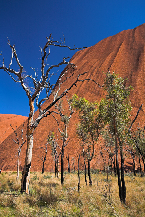 Uluru and gum trees