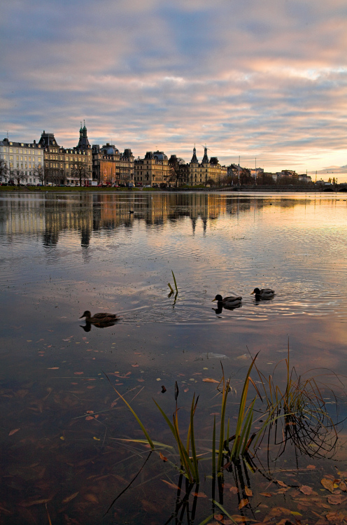 Lake Peblinge and three ducks