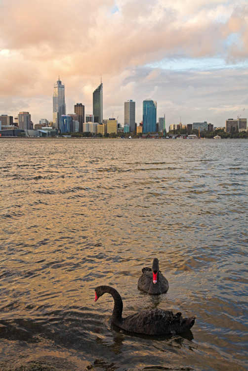 Black Swans and Perth skyline at sunset