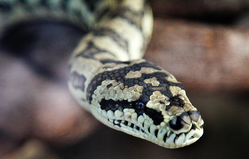 Python