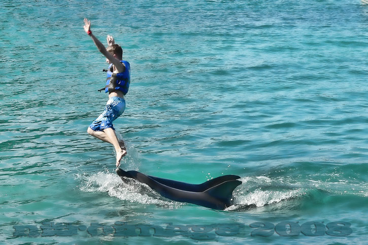 Dolphin Fun