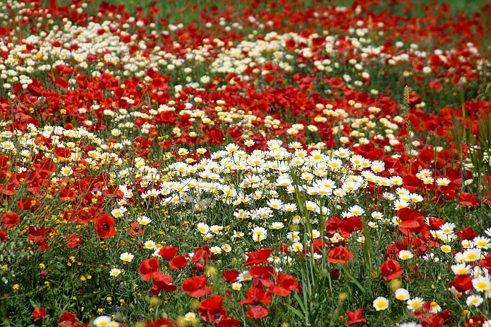 Spring: Sea of flowers as we passed by to Ouarzazate (1160m)