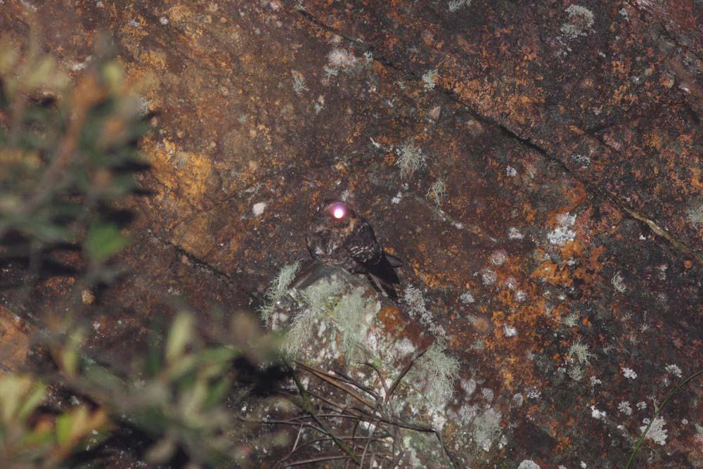 Lyre-tailed Nightjar, Abra Patricia Road