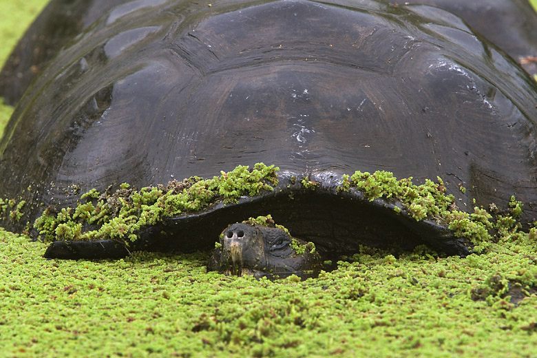 TortoiseInPond2649.jpg