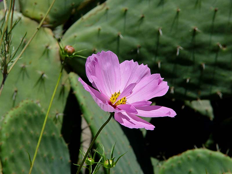 Pink Cosmos and Cactus