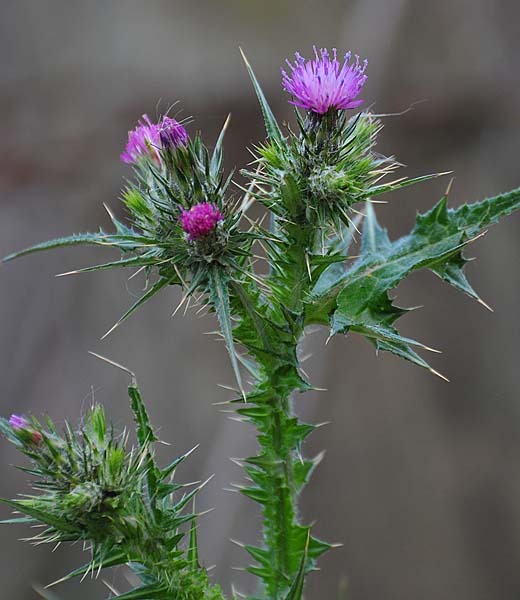 Purple Thistle