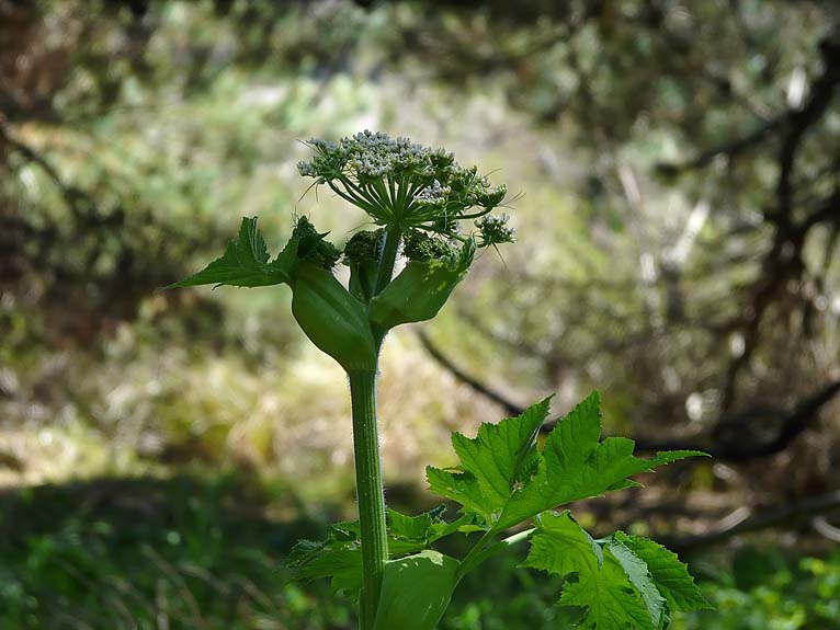 Cow Parsnip
