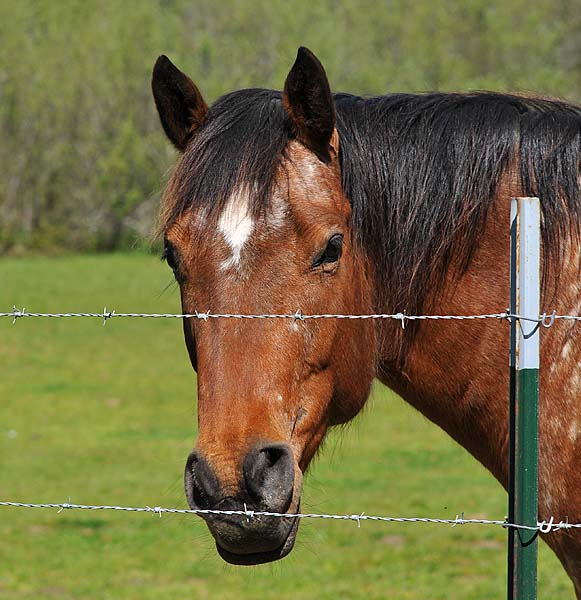 Friendly Horse