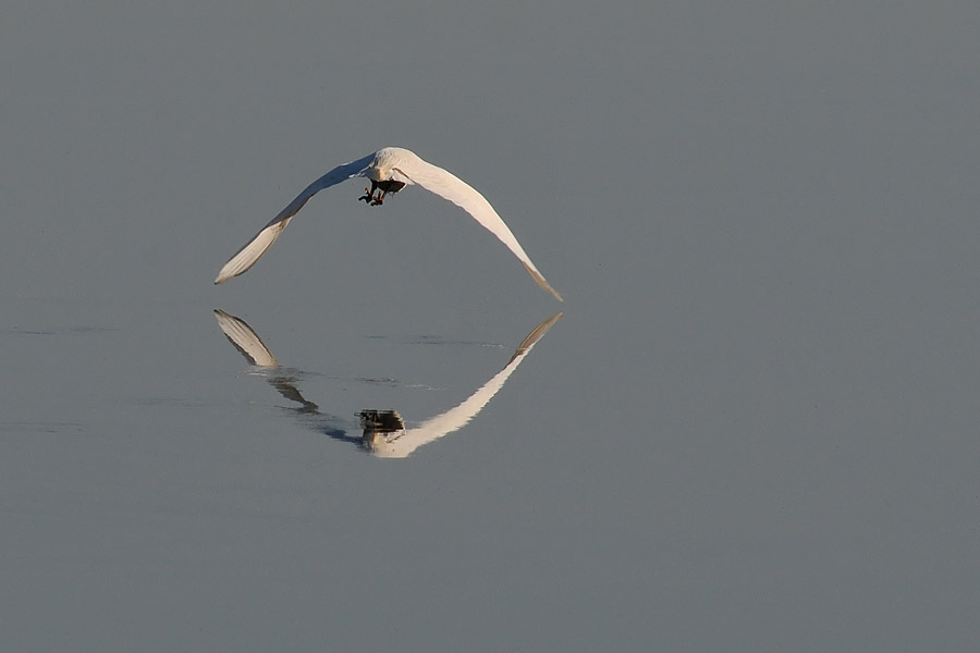 Wingtips To Water