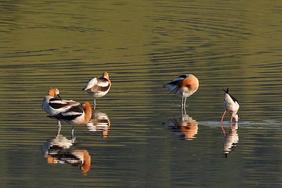 Avocet - Bill Open