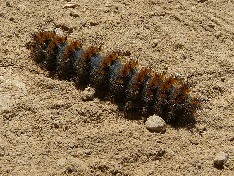 Caterpillar - Chalcedon Checkerspot