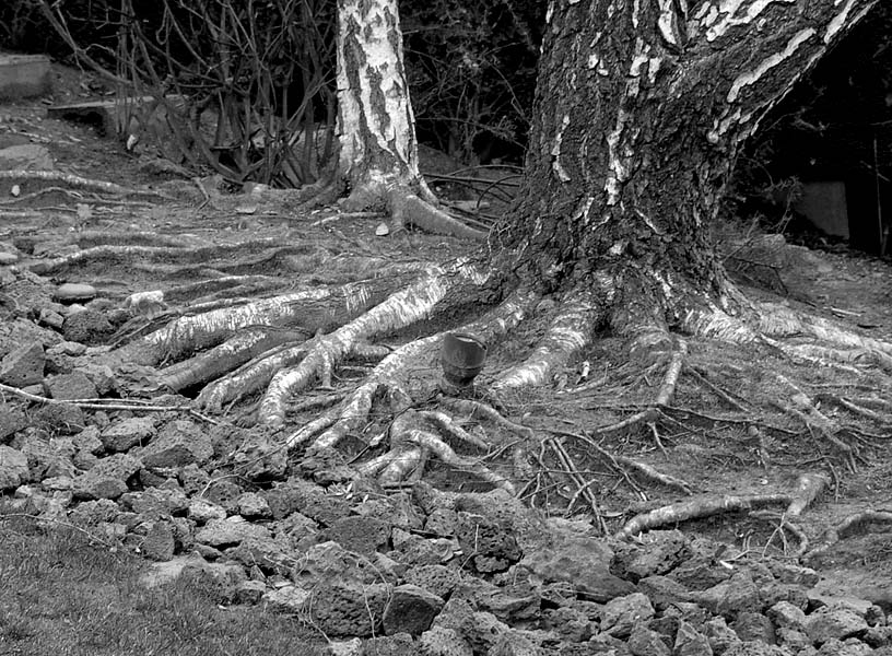 Roots