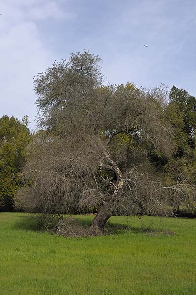 Curved Trunk
