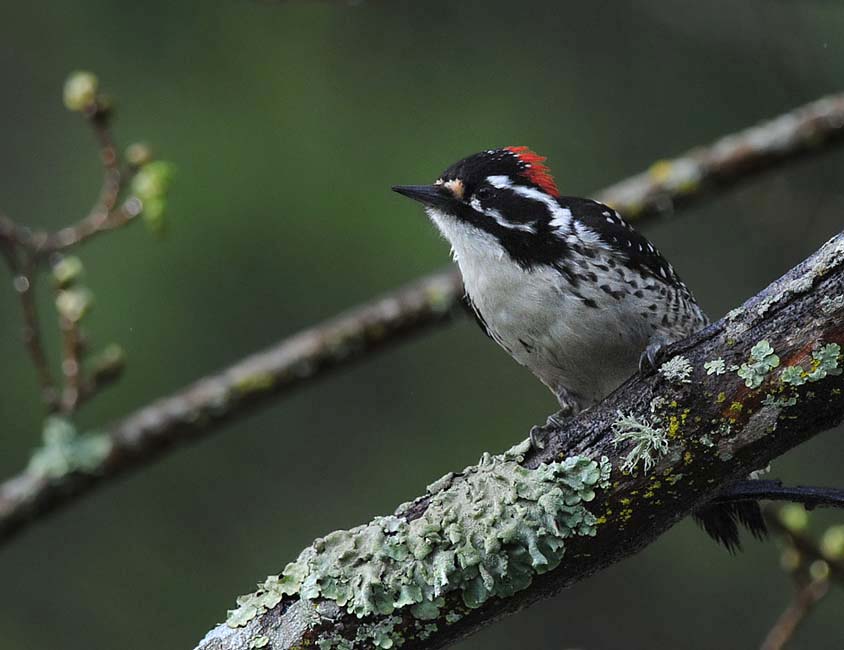 Male Nuttalls Woodpecker