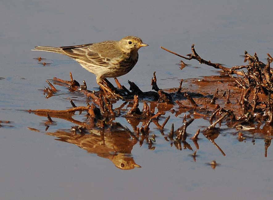 Pipit at the Creek