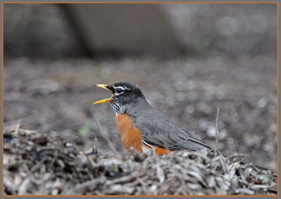 Squawking Robin