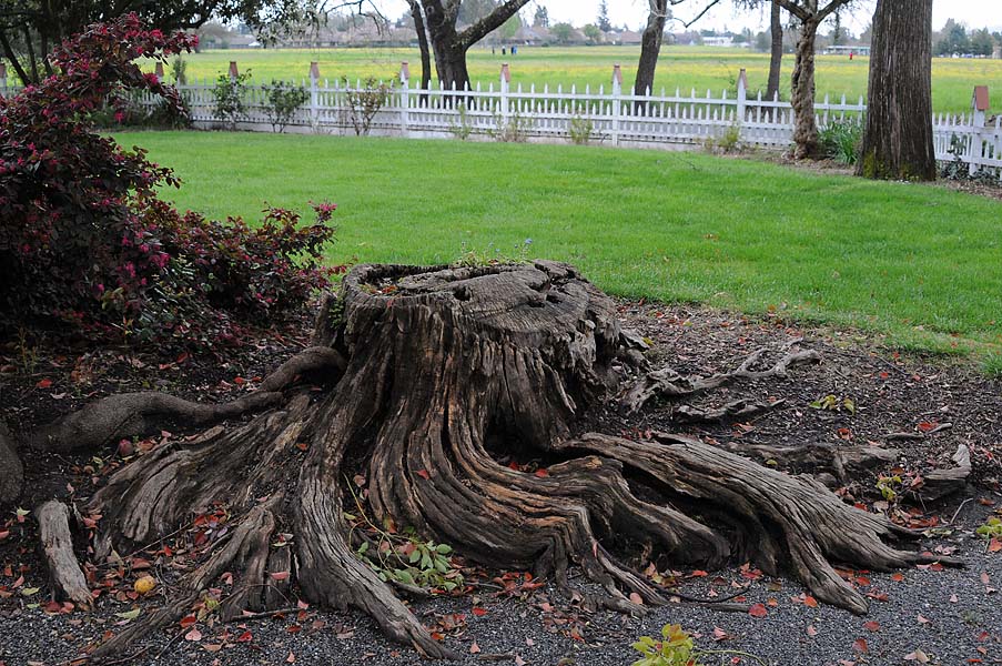 Spidery Arms of a Stump