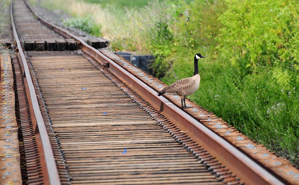 Goose on Old Tracks