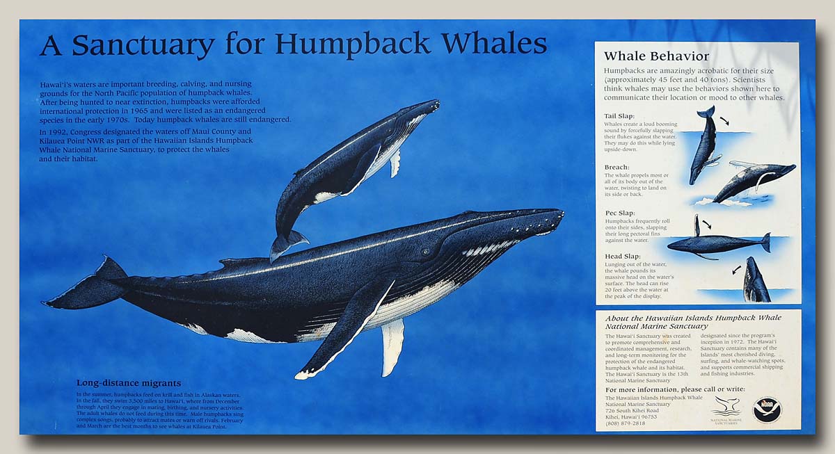 Humpback Whales Sign